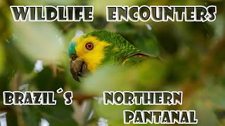 Wildlife encounters in Brazil´s northern Pantanal