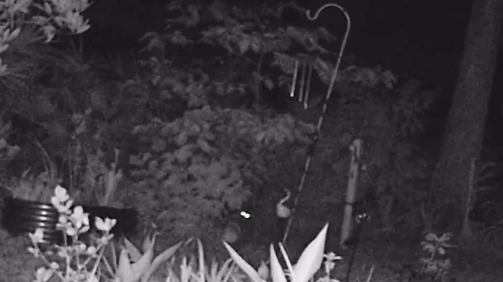 Raccoon Stealing Bird Feed Container