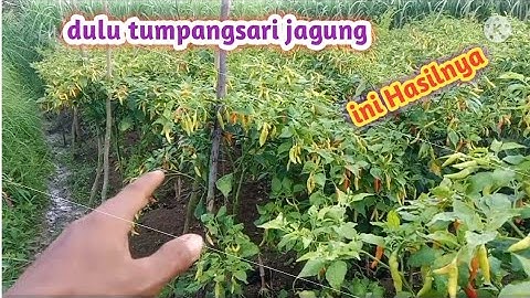 Cara tanam cabe rawit tumpangsari jagung yang benar hasil melimpah