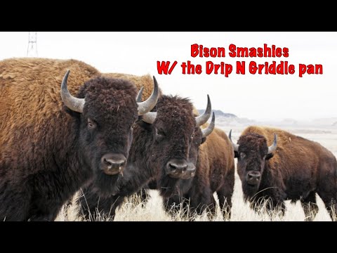 Bison Smashies again