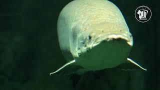 Infobits - Freshwater Fish Vs Saltwater Fish - Season 2 Episode 5