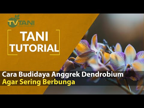 Cara Budidaya Anggrek Dendrobium Agar Sering Berbunga