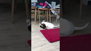 Playful Bullterrier Resting Atop a Cat