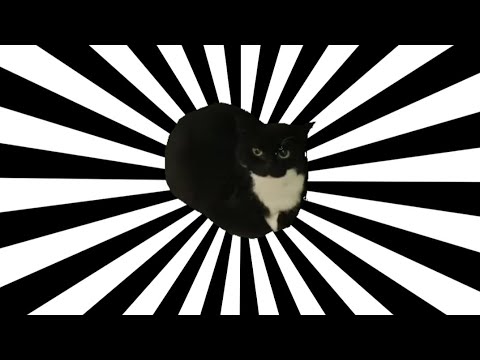 Черный кот танцует мем Кот танцует в разных местах (16 видео)