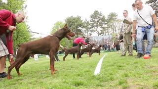 CHAMPIONS BROWN MALE CLASS