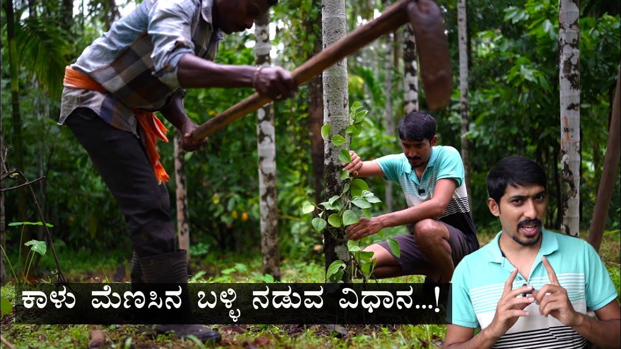 Quick yielding method of planting black pepper |ಕಾಳು ಮೆಣಸಿನ ಬಳ್ಳಿ ಈ ರೀತಿ ನಡುವುದರಿಂದ ಬೇಗ ಇಳುವರಿ