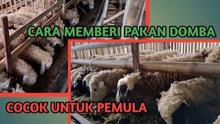 Cara memberi pakan domba