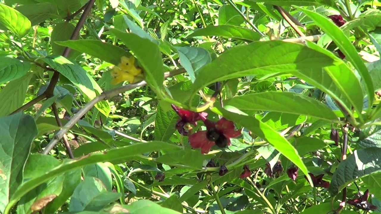 Honeysuckle Black Twinberry