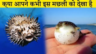 apnay aise fish pehlay nahe dekhi ho ge | puffer fish