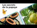 La papaye  la plante antiparasites par excellence 