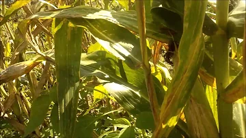 Quanto tempo para colher milho de pipoca?