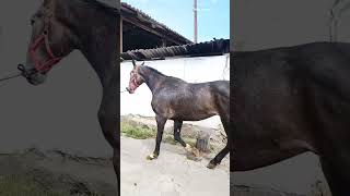 Horses part11 #horse #animals #shorts #horseplanet #horses #planetofanimals #newvideo