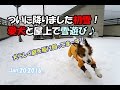 kooikerhondjeテラ、雪の屋上ドッグランを駆け回る の動画、YouTube動画。