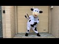 May mascot con bò sữa -dairy cows mascot costumes