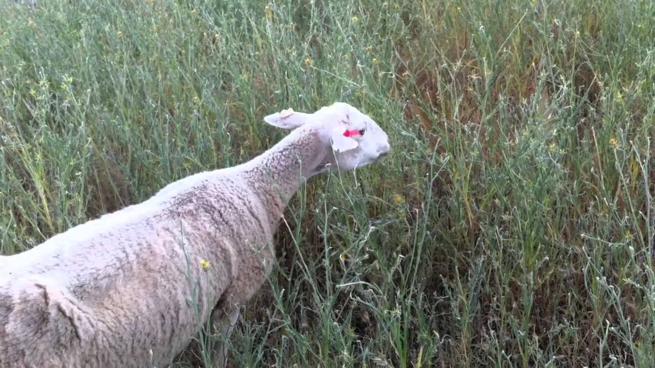 Grazing Yellow Starthistle
