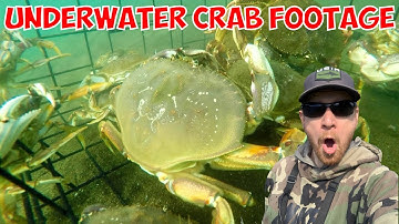 Top 10 Crabbing Tips from 1000 Hours of Underwater Footage! 🦀