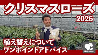 バラ　大苗　断捨離　Pope John Paul Ⅲ YouTube