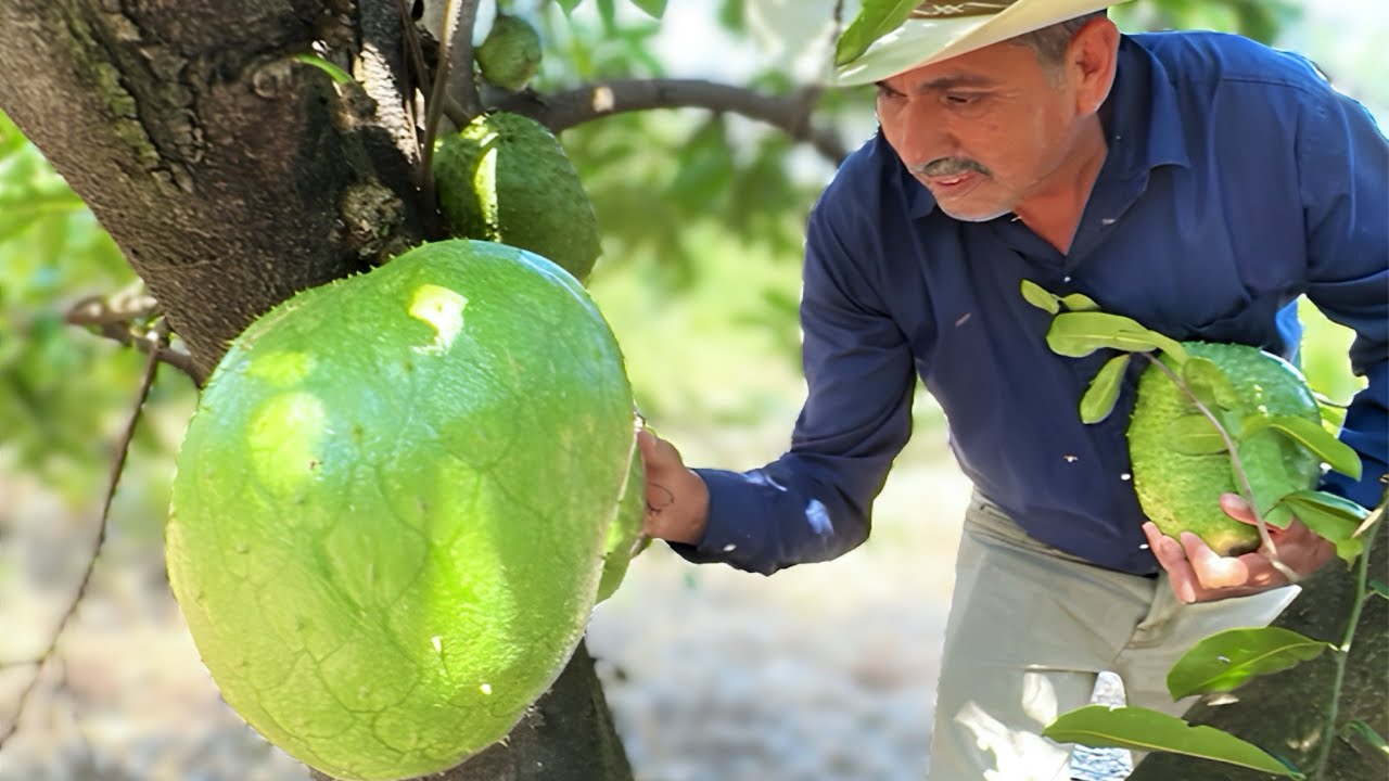 CULTIVO DE GUANÁBANA GIGANTE EN MICHOACÁN!!
