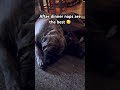 After dinner doggy naps are the best! #englishmastiff #mastiff #greatdane #dogs #puppylove #dog