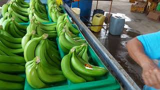 Proceso de Banano (Ecuador)