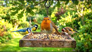 Beautiful Garden Birds in 4K 🐦 Real Bird Sounds Only | Peaceful Backyard Wildlife (50FPS)