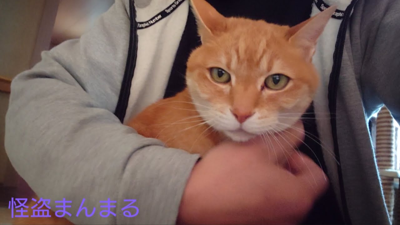今日の朝の動画🐾26/3/4
