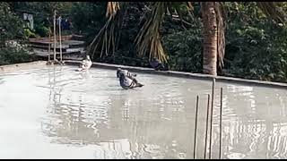 Pigeon Bathing Captured