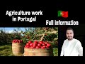 Agriculture work in Portugal salary per hour full information (must watch) |Raja Ali diaries|