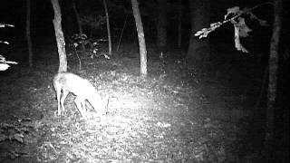 Hare Trigger Demo 7