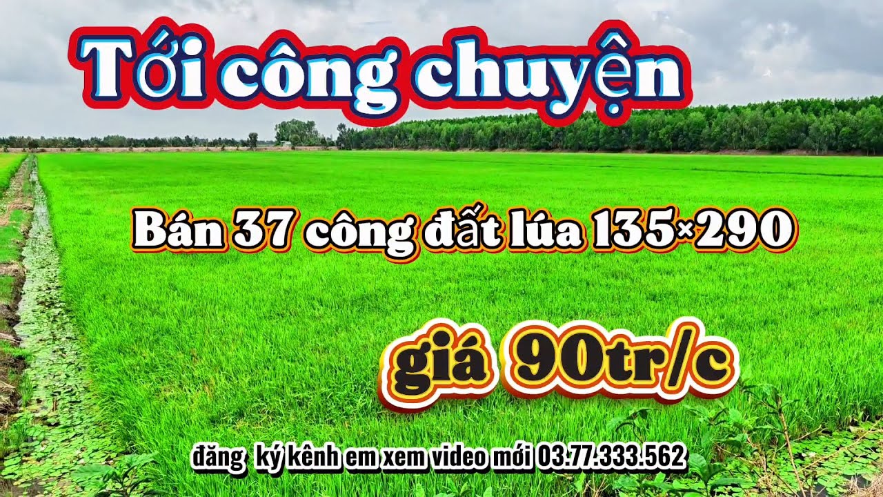 Chị  2 bán  rẻ 3 mẫu 7 đất lúa tại thạnh hóa long an  135x290 giá  90 tr/c 🌾🌾🌾
