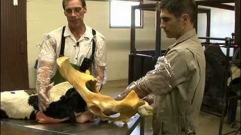 Correcting a Head Back  Dystocia