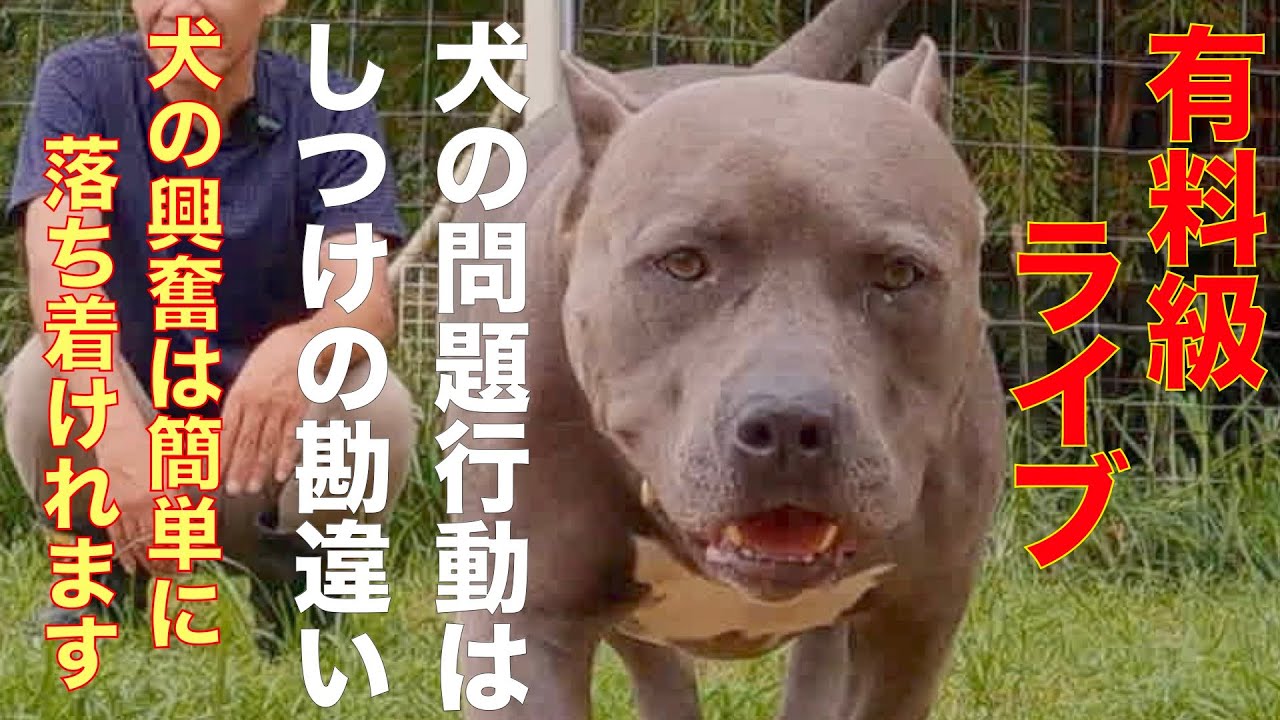 【永久保存版】犬と共に暮らす躾
