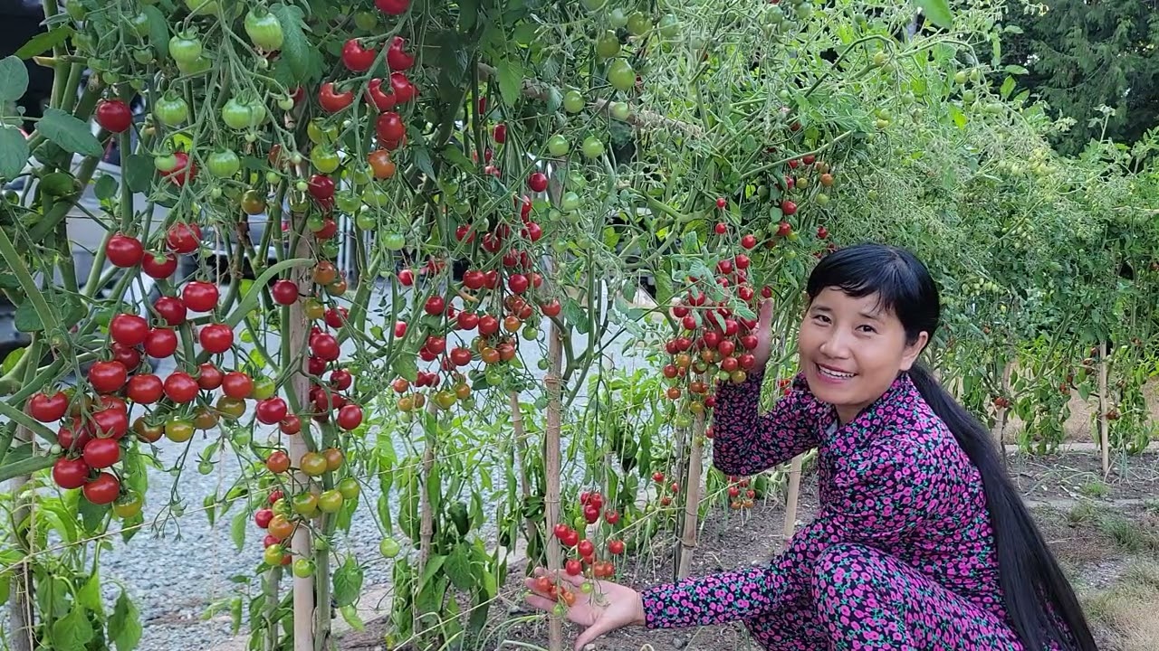 СБОР СЛАДКИХ ПОМИДОРОВ, ВИНОГРАДНЫХ ПОМИДОРОВ И МАЛЕНЬКИХ АРБУСОВ