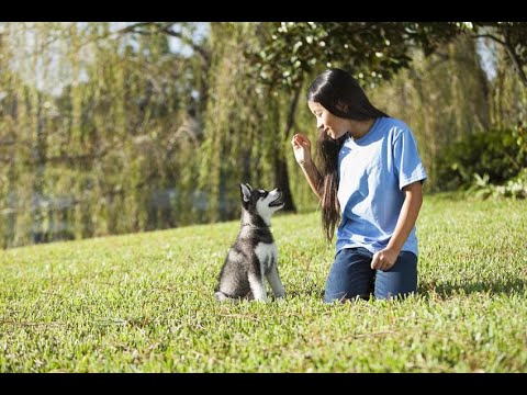 Video: Köpekler İçin Eğitim İpuçları