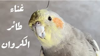 تدريب الكوكتيل و تحفيزه على الغناء | صوت روعة | happy cockatiel singing #lifestyle ##vlog #birds