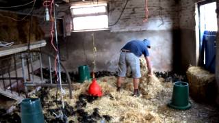 Mallard Ducklings - Baby Ducks - Farm