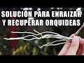 Solución para Enraizar y Recuperar Orquideas