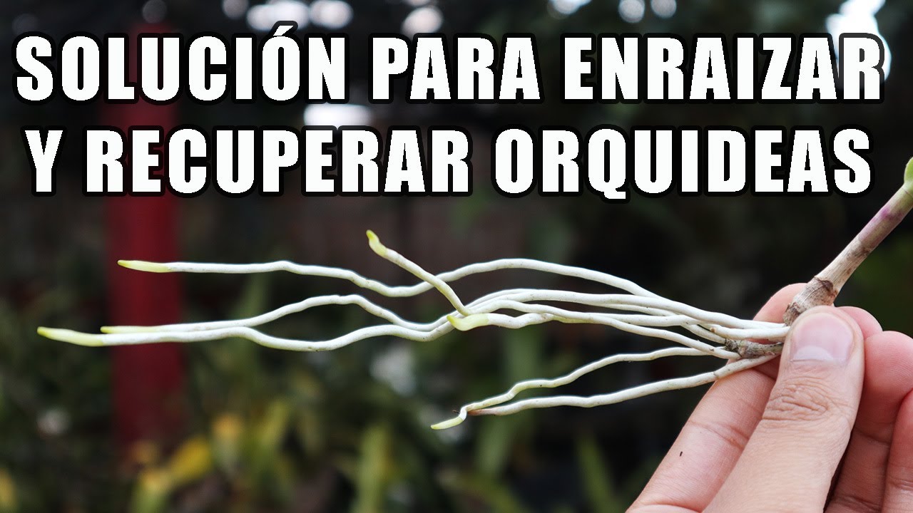 Solución para Enraizar y Recuperar Orquideas