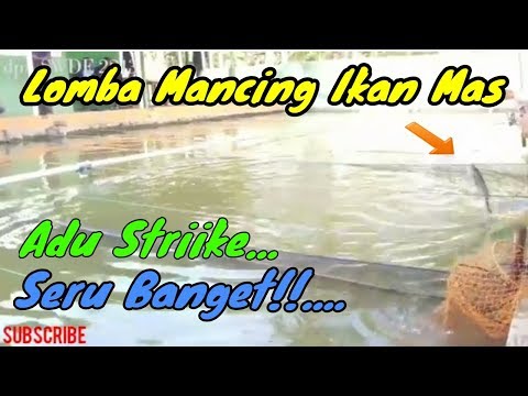 lomba-mancing-ikan-mas-||-seru-banget-banyak-strike-ikan-mas-besar