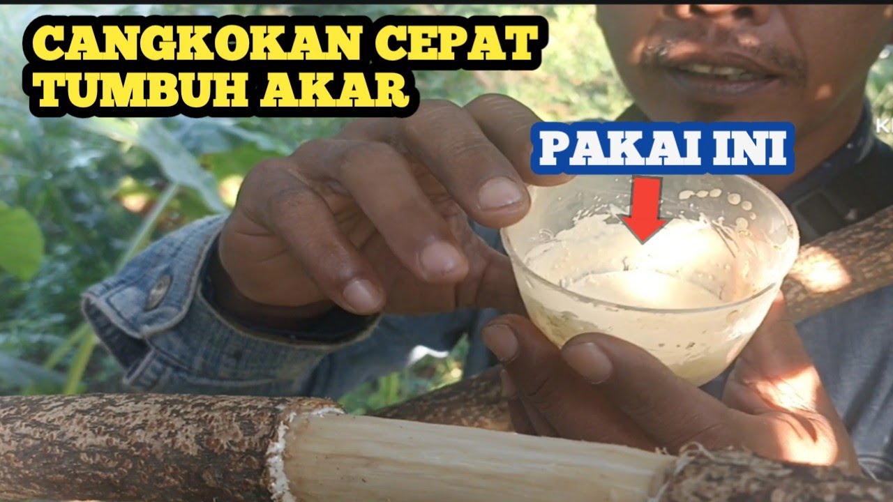 Sayatan yang benar pada cangkokan serta perangsang akar yang tepat, terbukti cepat tumbuh akar#6
