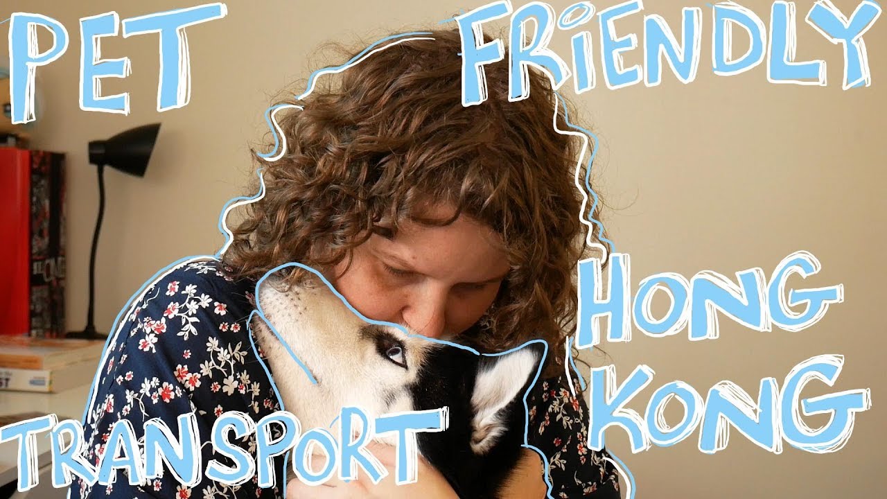 Pet Friendly Transport Hong Kong | POSTCARDS 2 TEXAS - YouTube