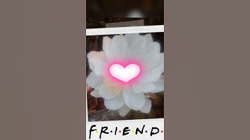 Xương rồng bí xanh bạn mk trồng từ chồi bé sau hơn 3 năm😋👏💜/ #hoaxuongrong