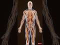 Top 10 facts about our Body || The Insight Hub #facts#animation#science#top #education#shorts