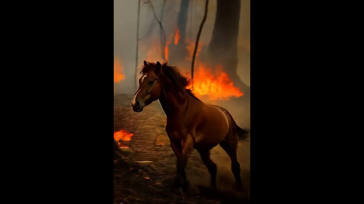 Horses: join hands to protect the environment from climate change, global warming every day