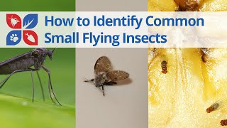 Common Small Flying Insects Identification | DoMyOwn.com