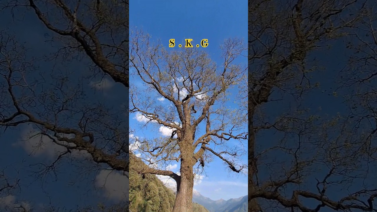 SIMBLI KE GALI RAJOURI