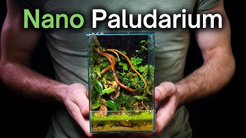 How To Make a Mini Paludarium! Step By Step Beginner Tutorial