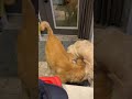 How to end it when you are done lol 😂 #goldenretriever #youtubeshorts #viral