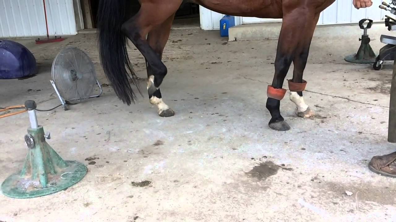 Locking Patella ligament YouTube