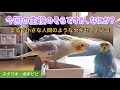 【今回の主役のそらですが、なにか？】〜まるで小さな人間のようなセキセイインコ〜　#セキセイインコ　#コザクラインコ #オカメインコ